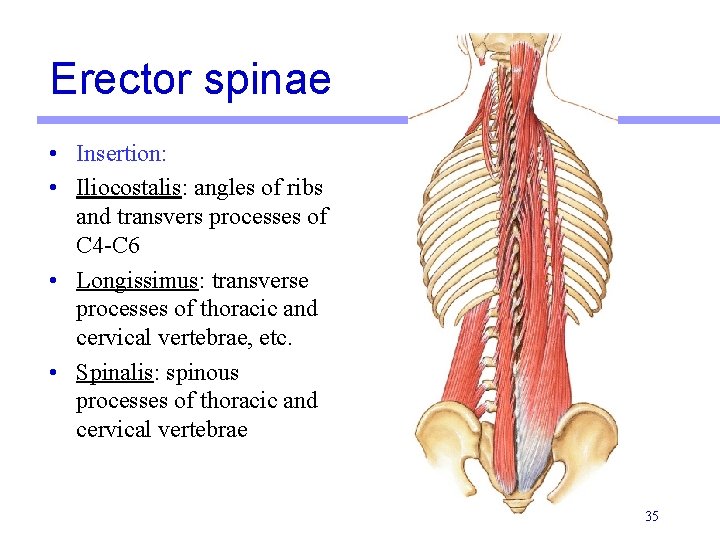 Erector spinae • Insertion: • Iliocostalis: angles of ribs and transvers processes of C