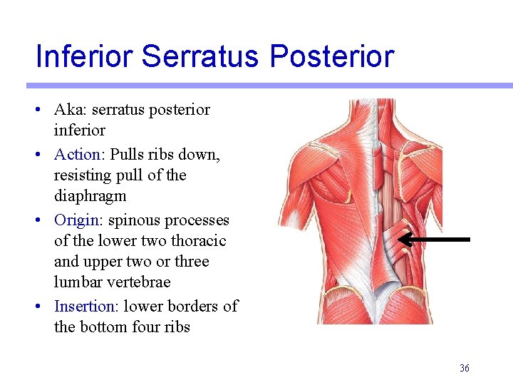 Inferior Serratus Posterior • Aka: serratus posterior inferior • Action: Pulls ribs down, resisting