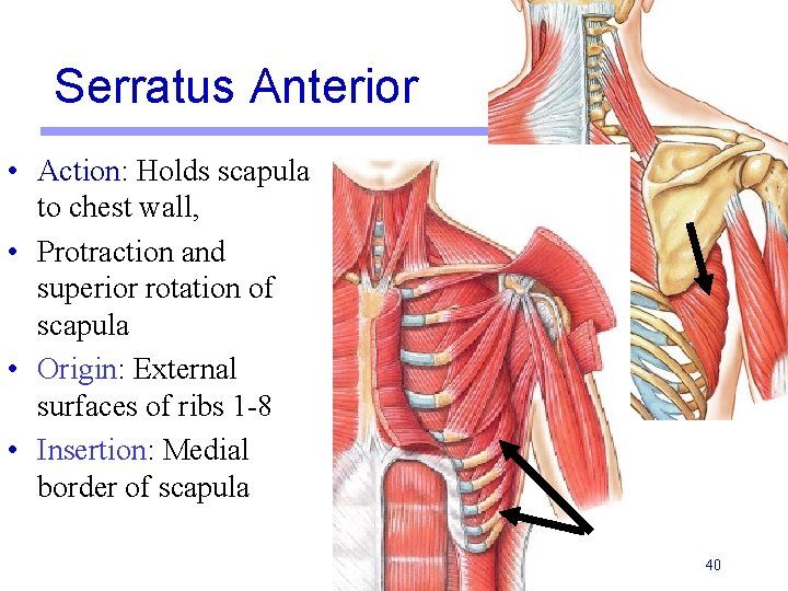 Serratus Anterior • Action: Holds scapula to chest wall, • Protraction and superior rotation