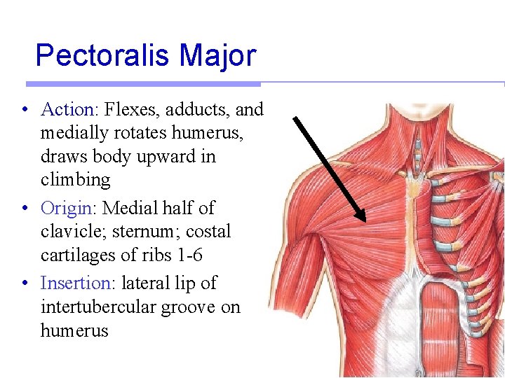 Pectoralis Major • Action: Flexes, adducts, and medially rotates humerus, draws body upward in