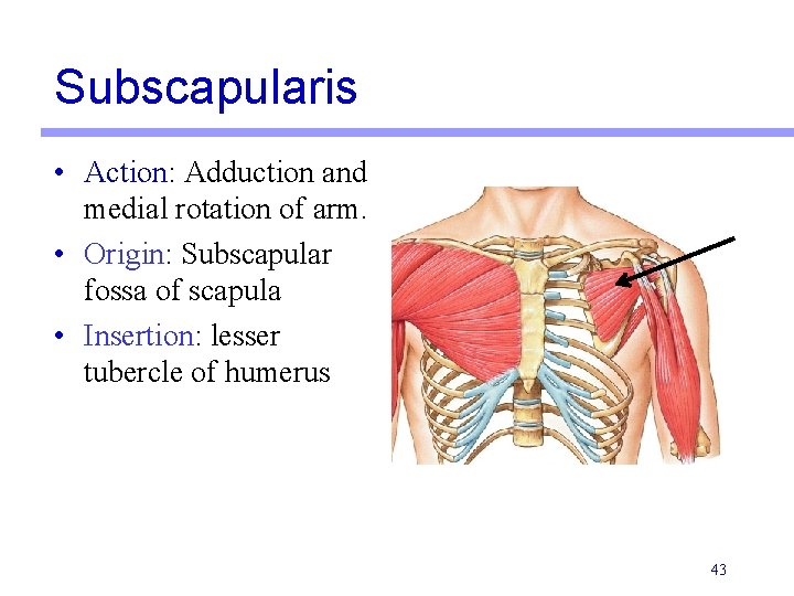 Subscapularis • Action: Adduction and medial rotation of arm. • Origin: Subscapular fossa of