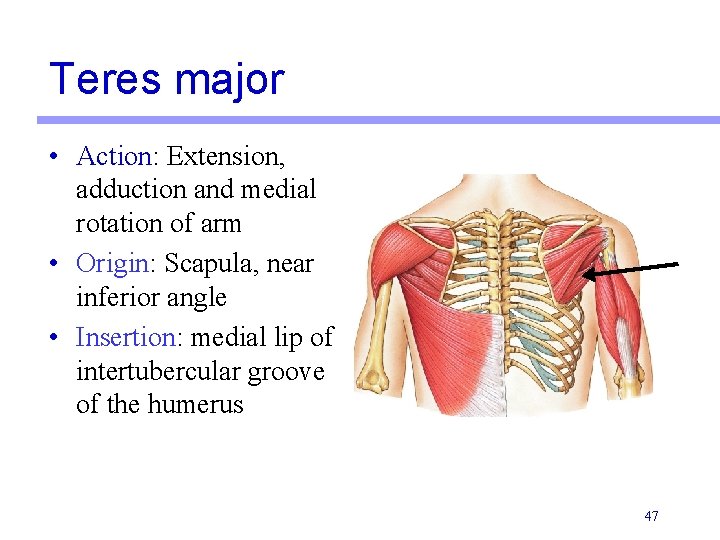 Teres major • Action: Extension, adduction and medial rotation of arm • Origin: Scapula,