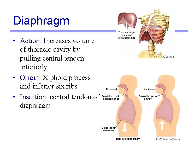 Diaphragm • Action: Increases volume of thoracic cavity by pulling central tendon inferiorly •