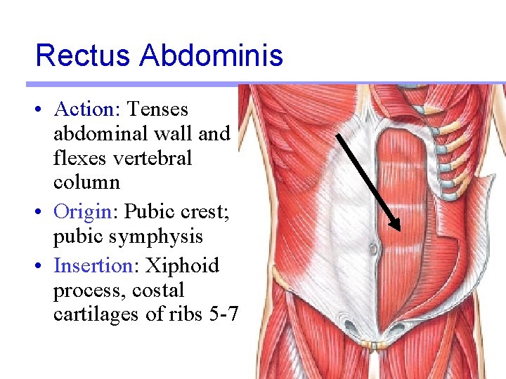 Rectus Abdominis • Action: Tenses abdominal wall and flexes vertebral column • Origin: Pubic