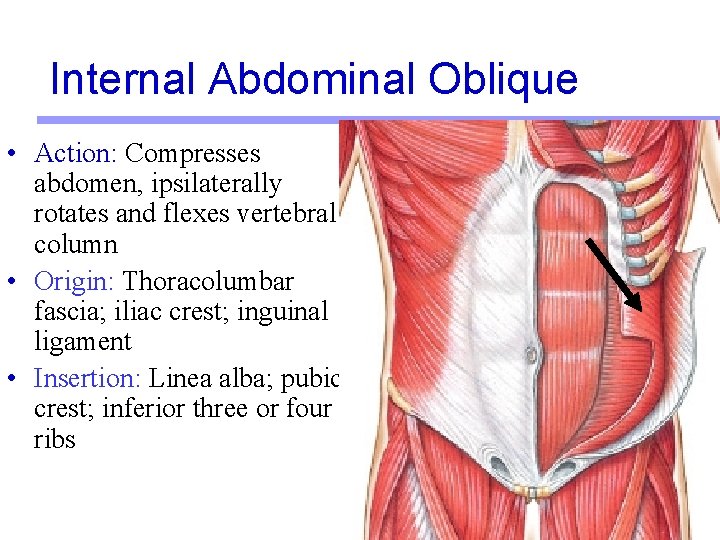 Internal Abdominal Oblique • Action: Compresses abdomen, ipsilaterally rotates and flexes vertebral column •