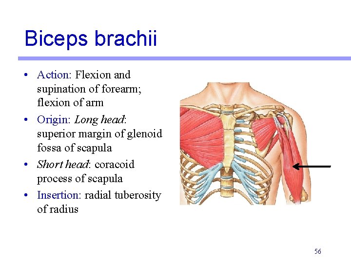 Biceps brachii • Action: Flexion and supination of forearm; flexion of arm • Origin: