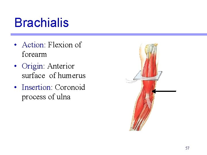 Brachialis • Action: Flexion of forearm • Origin: Anterior surface of humerus • Insertion: