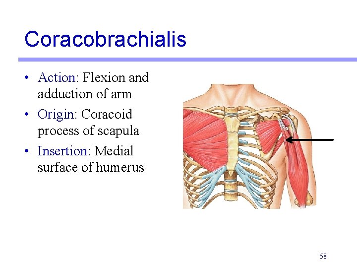 Coracobrachialis • Action: Flexion and adduction of arm • Origin: Coracoid process of scapula