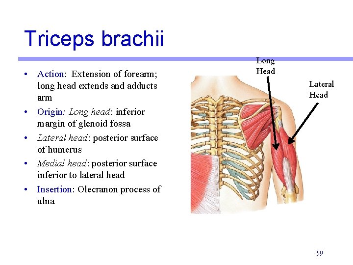 Triceps brachii • Action: Extension of forearm; long head extends and adducts arm •