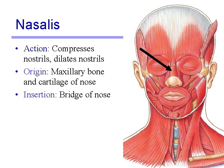 Nasalis • Action: Compresses nostrils, dilates nostrils • Origin: Maxillary bone and cartilage of