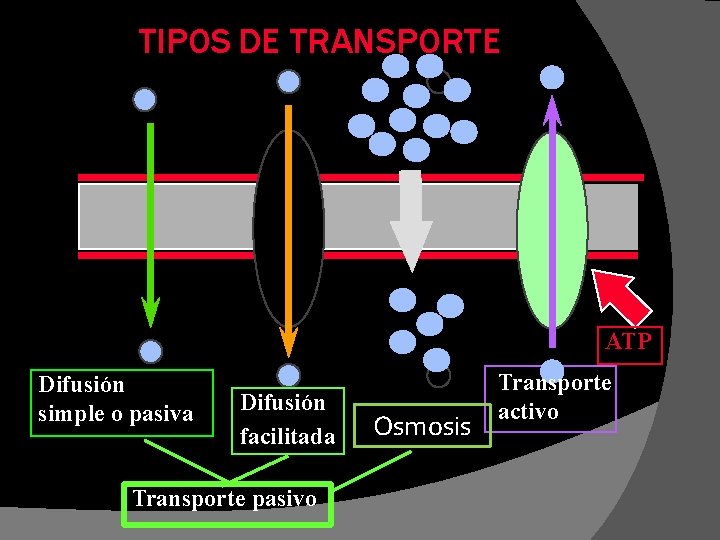 TIPOS DE TRANSPORTE ATP Difusión simple o pasiva Difusión facilitada Transporte pasivo Osmosis Transporte