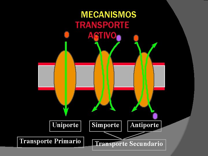 MECANISMOS TRANSPORTE ACTIVO Uniporte Transporte Primario Simporte Antiporte Transporte Secundario 
