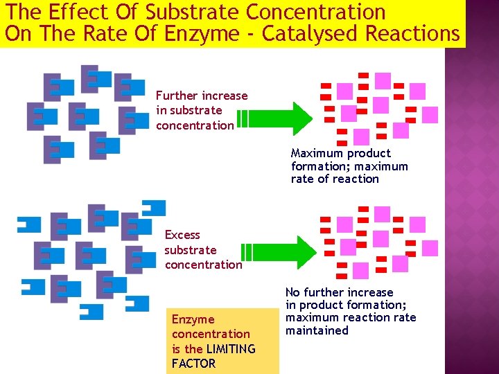 The Effect Of Substrate Concentration On The Rate Of Enzyme - Catalysed Reactions Further