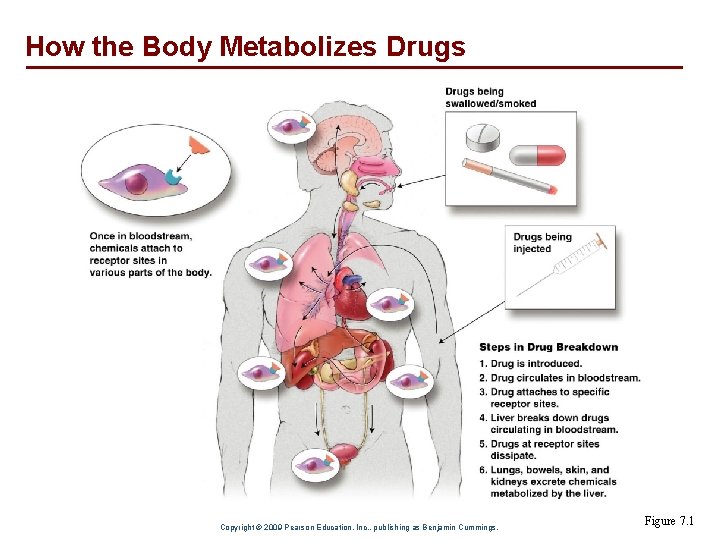 How the Body Metabolizes Drugs Copyright © 2009 Pearson Education, Inc. , publishing as