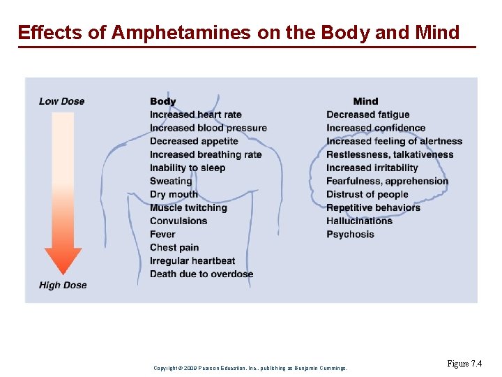 Effects of Amphetamines on the Body and Mind Copyright © 2009 Pearson Education, Inc.