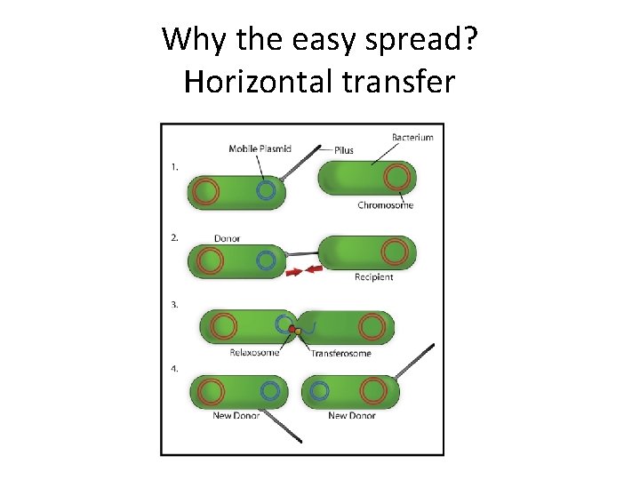 Why the easy spread? Horizontal transfer 