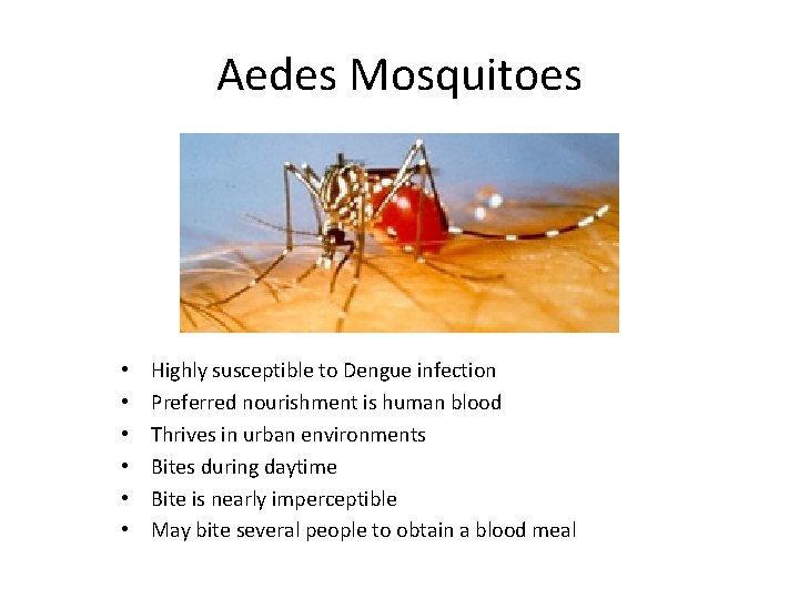 Aedes Mosquitoes • • • Highly susceptible to Dengue infection Preferred nourishment is human