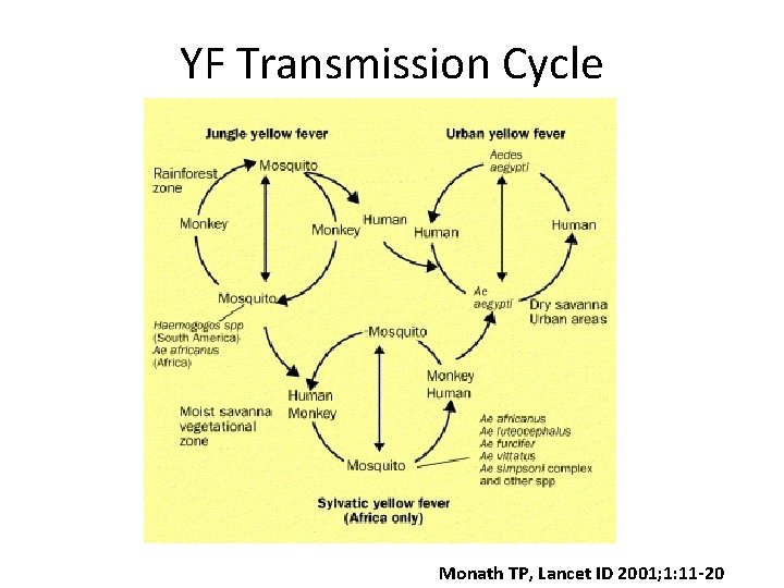 YF Transmission Cycle Monath TP, Lancet ID 2001; 1: 11 -20 