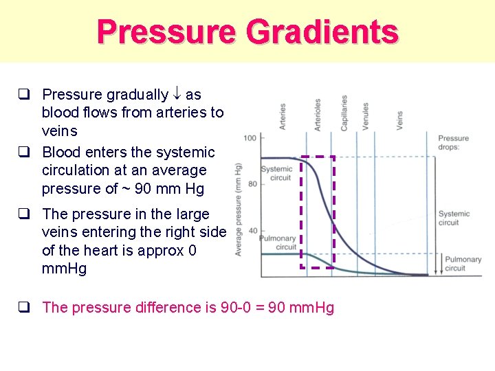 Pressure Gradients q Pressure gradually as blood flows from arteries to veins q Blood