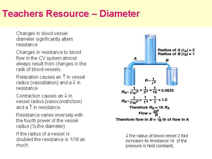 Teachers Resource – Diameter Changes in blood vessel diameter significantly alters resistance Changes in