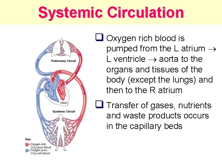 Systemic Circulation q Oxygen rich blood is pumped from the L atrium L ventricle