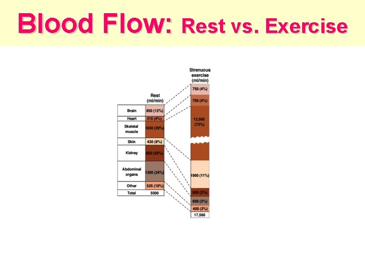Blood Flow: Rest vs. Exercise 