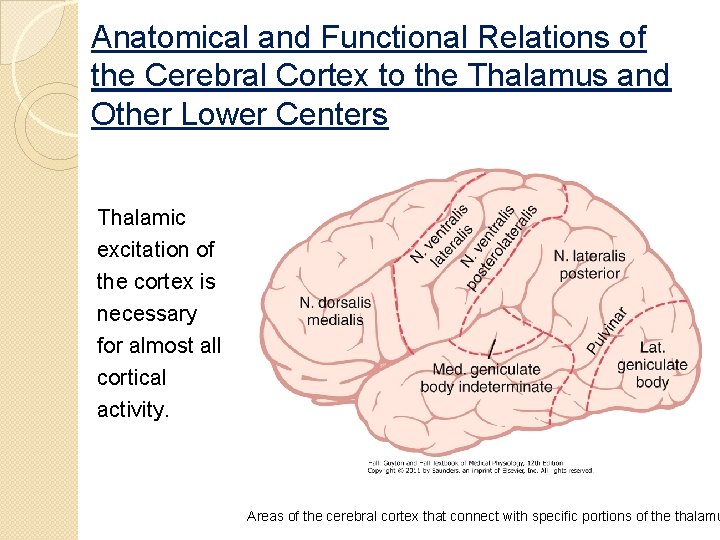 Anatomical and Functional Relations of the Cerebral Cortex to the Thalamus and Other Lower