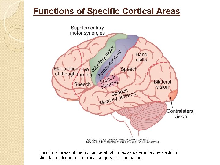 Functions of Specific Cortical Areas Functional areas of the human cerebral cortex as determined