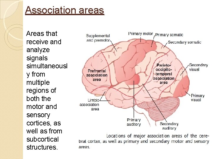 Association areas Areas that receive and analyze signals simultaneousl y from multiple regions of