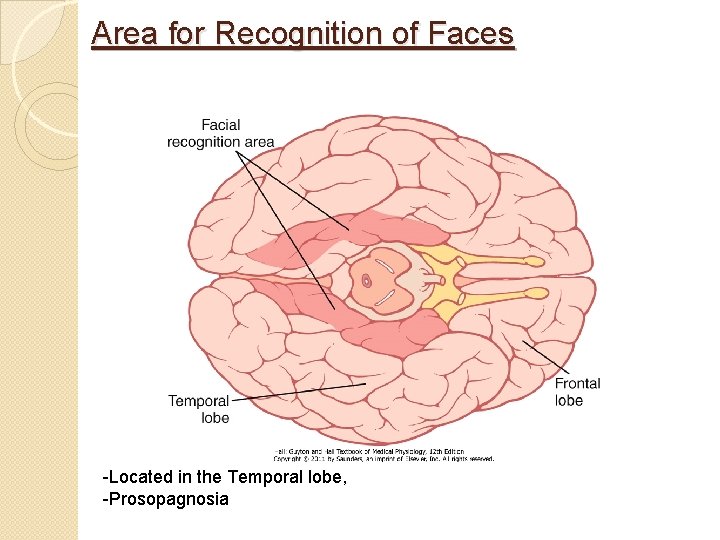Area for Recognition of Faces -Located in the Temporal lobe, -Prosopagnosia 