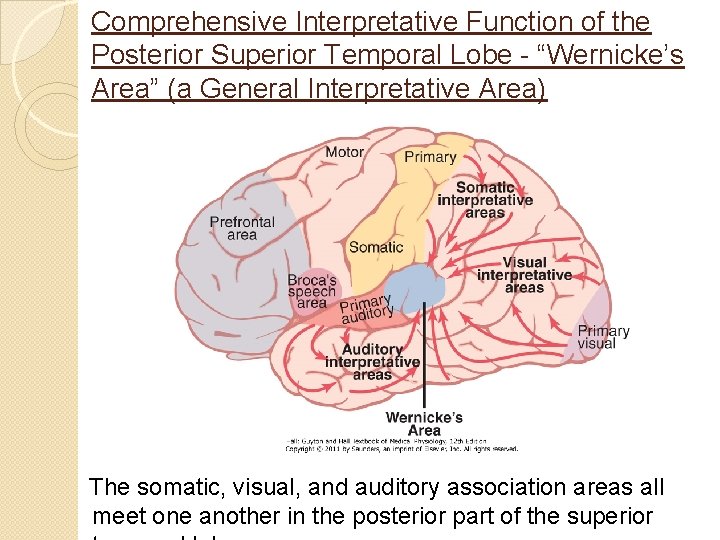 Comprehensive Interpretative Function of the Posterior Superior Temporal Lobe - “Wernicke’s Area” (a General