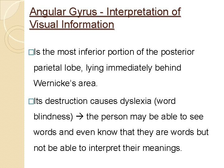 Angular Gyrus - Interpretation of Visual Information �Is the most inferior portion of the