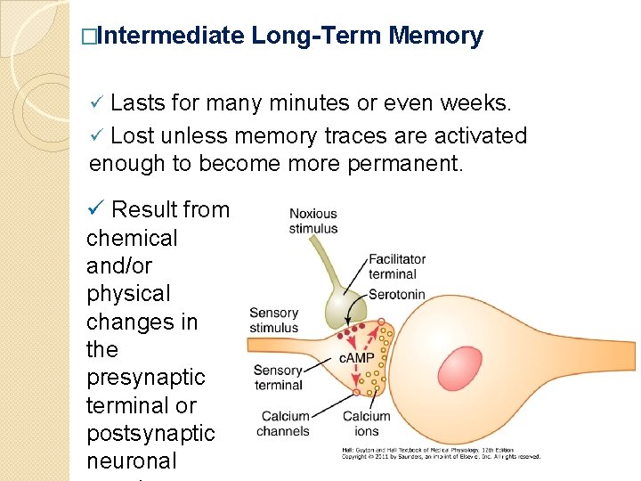 �Intermediate Long-Term Memory Lasts for many minutes or even weeks. ü Lost unless memory