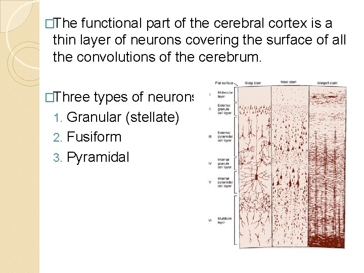 �The functional part of the cerebral cortex is a thin layer of neurons covering