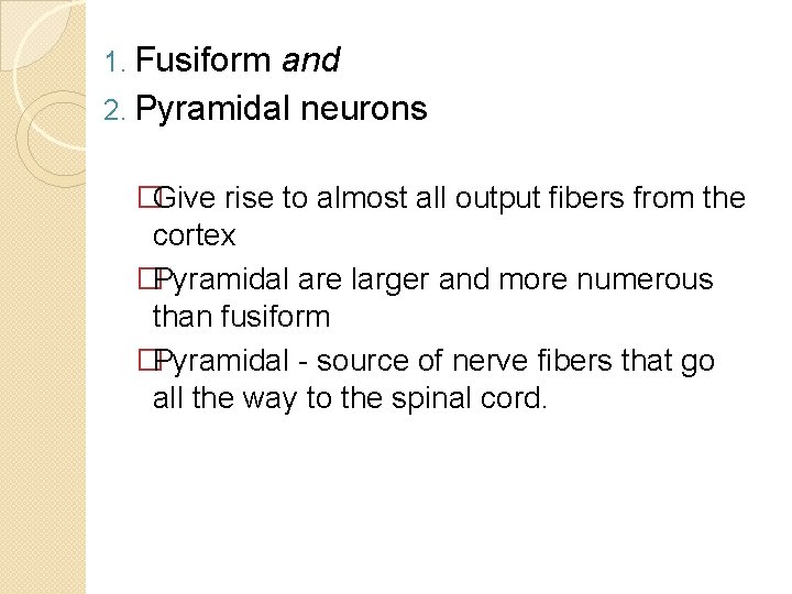 1. Fusiform and 2. Pyramidal neurons �Give rise to almost all output fibers from