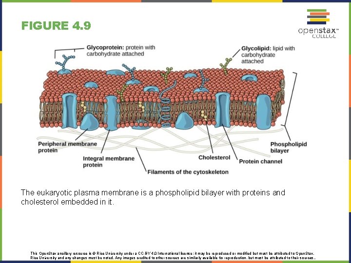 FIGURE 4. 9 The eukaryotic plasma membrane is a phospholipid bilayer with proteins and FIGURE 4. 9 The eukaryotic plasma membrane is a phospholipid bilayer with proteins and