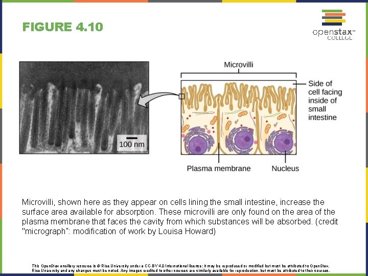 FIGURE 4. 10 Microvilli, shown here as they appear on cells lining the small FIGURE 4. 10 Microvilli, shown here as they appear on cells lining the small