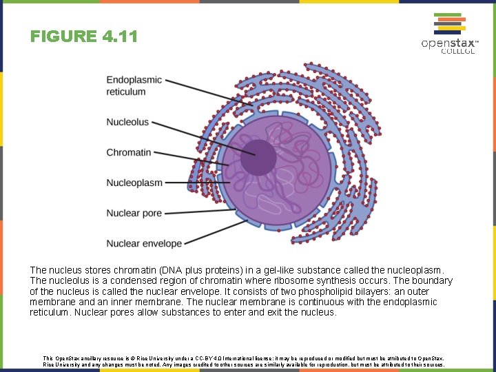 FIGURE 4. 11 The nucleus stores chromatin (DNA plus proteins) in a gel-like substance FIGURE 4. 11 The nucleus stores chromatin (DNA plus proteins) in a gel-like substance