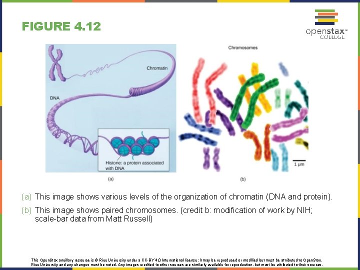 FIGURE 4. 12 (a) This image shows various levels of the organization of chromatin FIGURE 4. 12 (a) This image shows various levels of the organization of chromatin