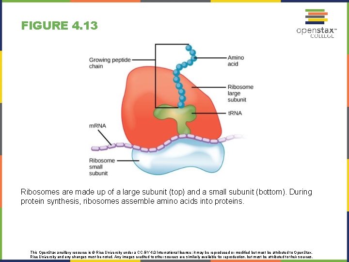FIGURE 4. 13 Ribosomes are made up of a large subunit (top) and a FIGURE 4. 13 Ribosomes are made up of a large subunit (top) and a