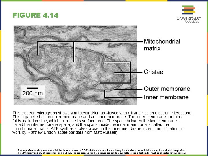FIGURE 4. 14 This electron micrograph shows a mitochondrion as viewed with a transmission FIGURE 4. 14 This electron micrograph shows a mitochondrion as viewed with a transmission