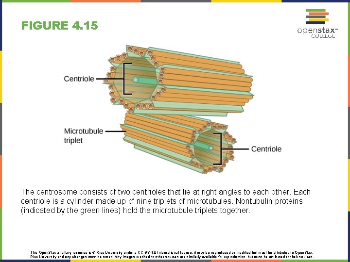 FIGURE 4. 15 The centrosome consists of two centrioles that lie at right angles FIGURE 4. 15 The centrosome consists of two centrioles that lie at right angles