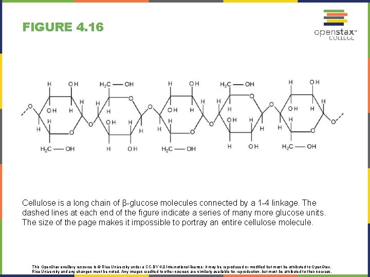 FIGURE 4. 16 Cellulose is a long chain of β-glucose molecules connected by a FIGURE 4. 16 Cellulose is a long chain of β-glucose molecules connected by a