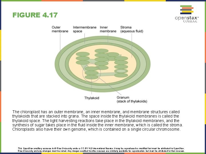 FIGURE 4. 17 The chloroplast has an outer membrane, an inner membrane, and membrane FIGURE 4. 17 The chloroplast has an outer membrane, an inner membrane, and membrane
