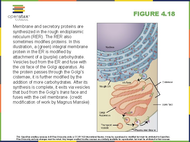 FIGURE 4. 18 Membrane and secretory proteins are synthesized in the rough endoplasmic reticulum FIGURE 4. 18 Membrane and secretory proteins are synthesized in the rough endoplasmic reticulum