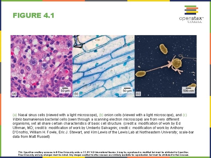 FIGURE 4. 1 (a) Nasal sinus cells (viewed with a light microscope), (b) onion FIGURE 4. 1 (a) Nasal sinus cells (viewed with a light microscope), (b) onion