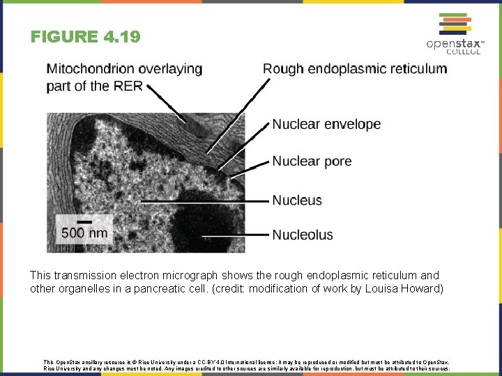 FIGURE 4. 19 This transmission electron micrograph shows the rough endoplasmic reticulum and other FIGURE 4. 19 This transmission electron micrograph shows the rough endoplasmic reticulum and other