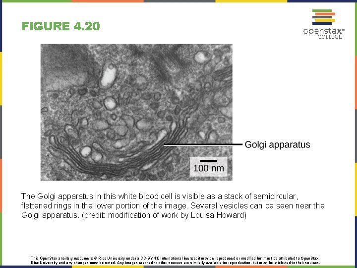 FIGURE 4. 20 The Golgi apparatus in this white blood cell is visible as FIGURE 4. 20 The Golgi apparatus in this white blood cell is visible as