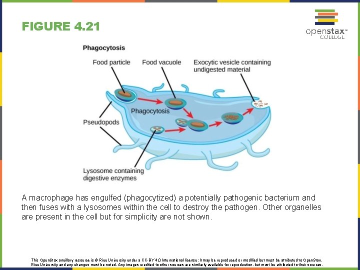 FIGURE 4. 21 A macrophage has engulfed (phagocytized) a potentially pathogenic bacterium and then FIGURE 4. 21 A macrophage has engulfed (phagocytized) a potentially pathogenic bacterium and then