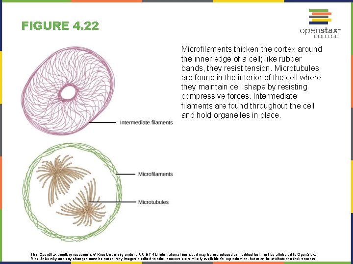 FIGURE 4. 22 Microfilaments thicken the cortex around the inner edge of a cell; FIGURE 4. 22 Microfilaments thicken the cortex around the inner edge of a cell;
